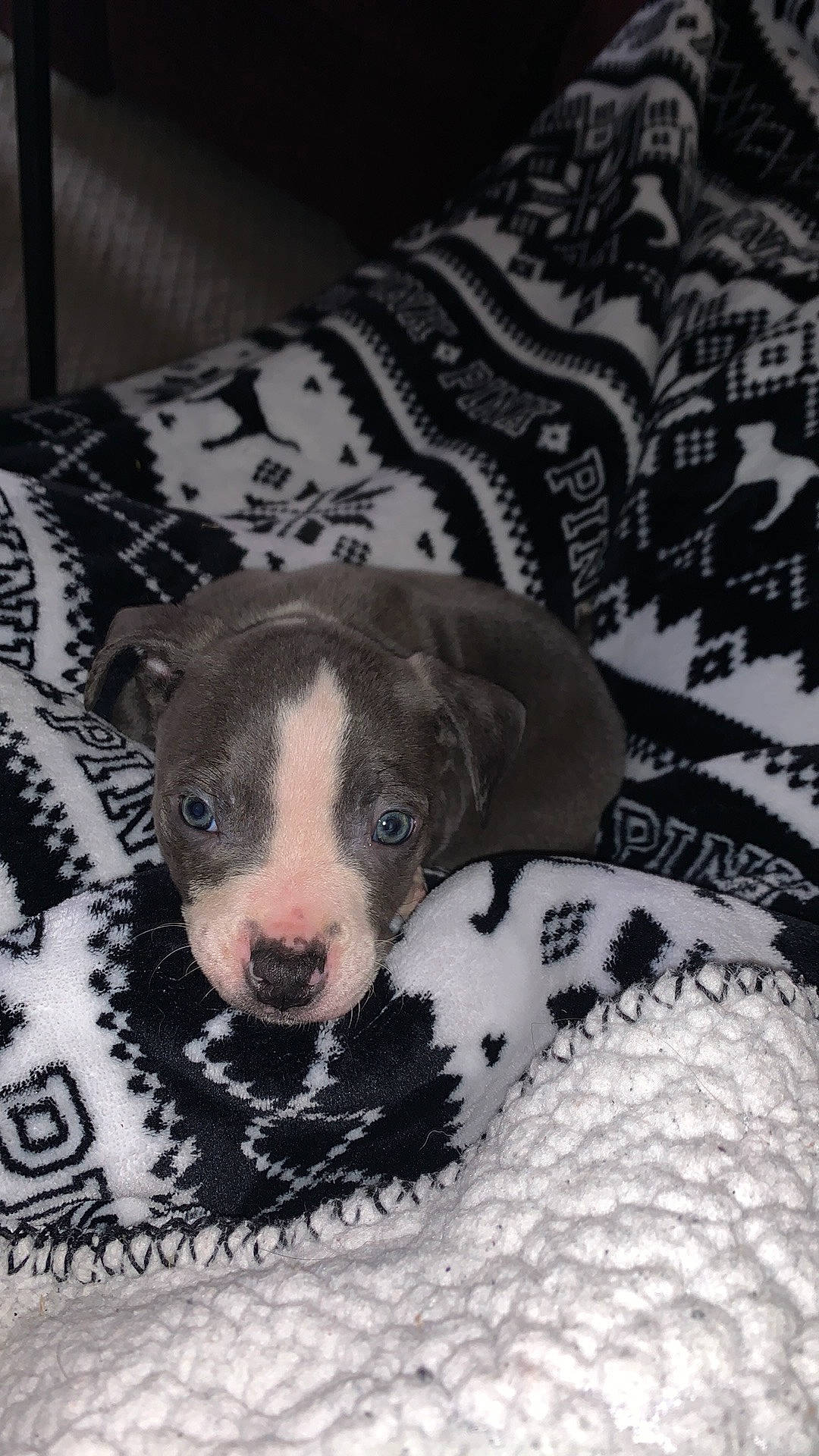 Diesel is registered to the contest to win money with this photo: canidae, carnivore, comfort, companion_dog, corgi_chihuahua, dog, dog_breed, dog_supply, fawn, fur, grey, linens, pattern, paw, pet_supply, snout, sporting_group, terrestrial_animal, whiskers, working_animal