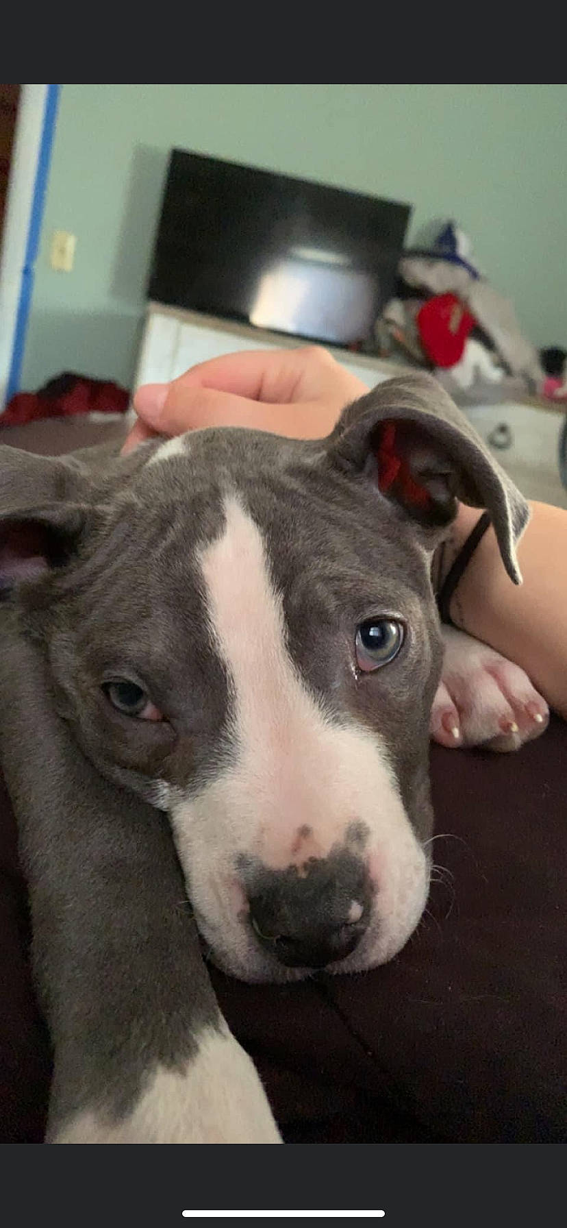 Diesel joined the competition — help win amazing prizes! canidae, carnivore, companion_dog, computer_keyboard, dog, dog_breed, fawn, input_device, livestock, non_sporting_group, snout, sporting_group, terrestrial_animal, whiskers, working_animal