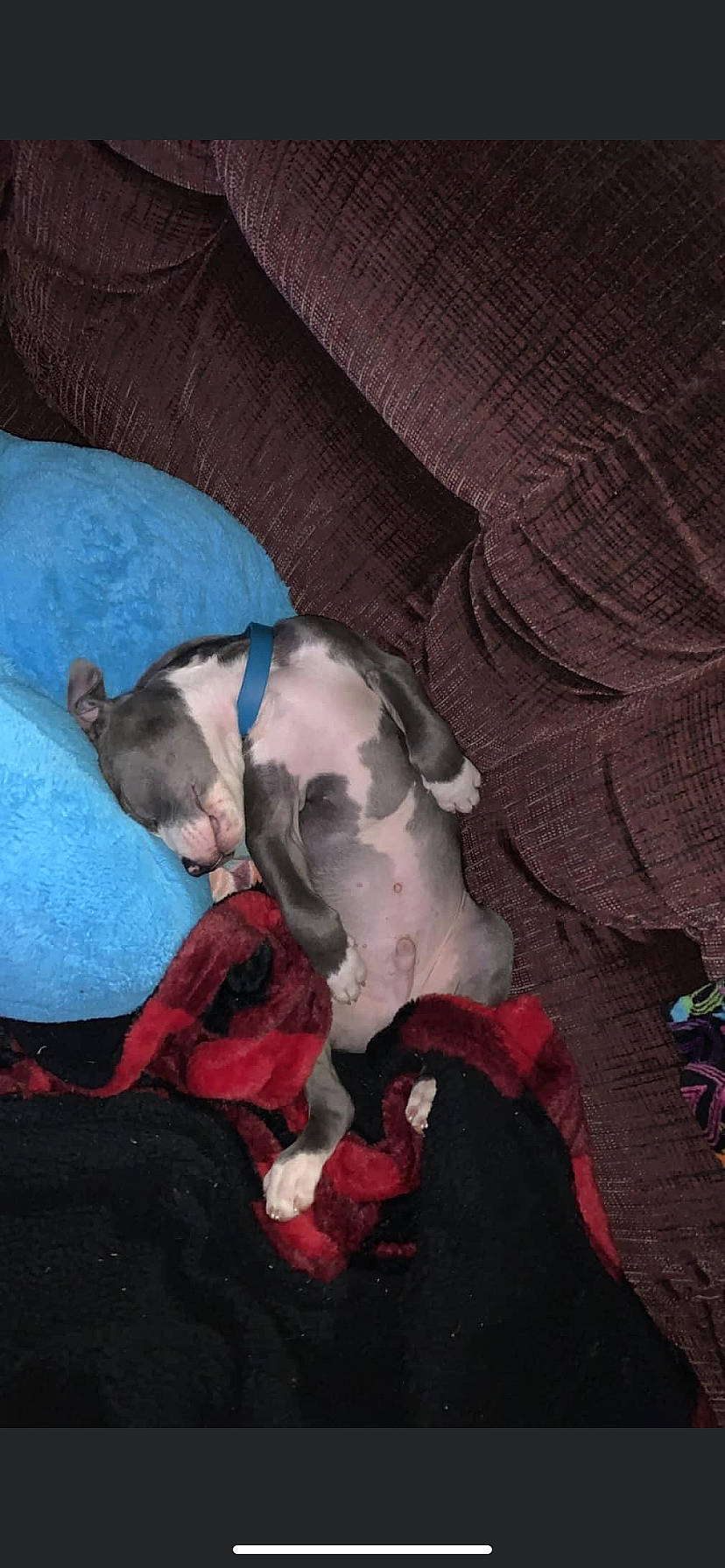 Diesel is registered to the contest to win money with this photo: carmine, carnivore, comfort, companion_dog, couch, dog, dog_breed, dog_supply, fawn, guard_dog, linens, magenta, nap, non_sporting_group, toy_dog, working_animal