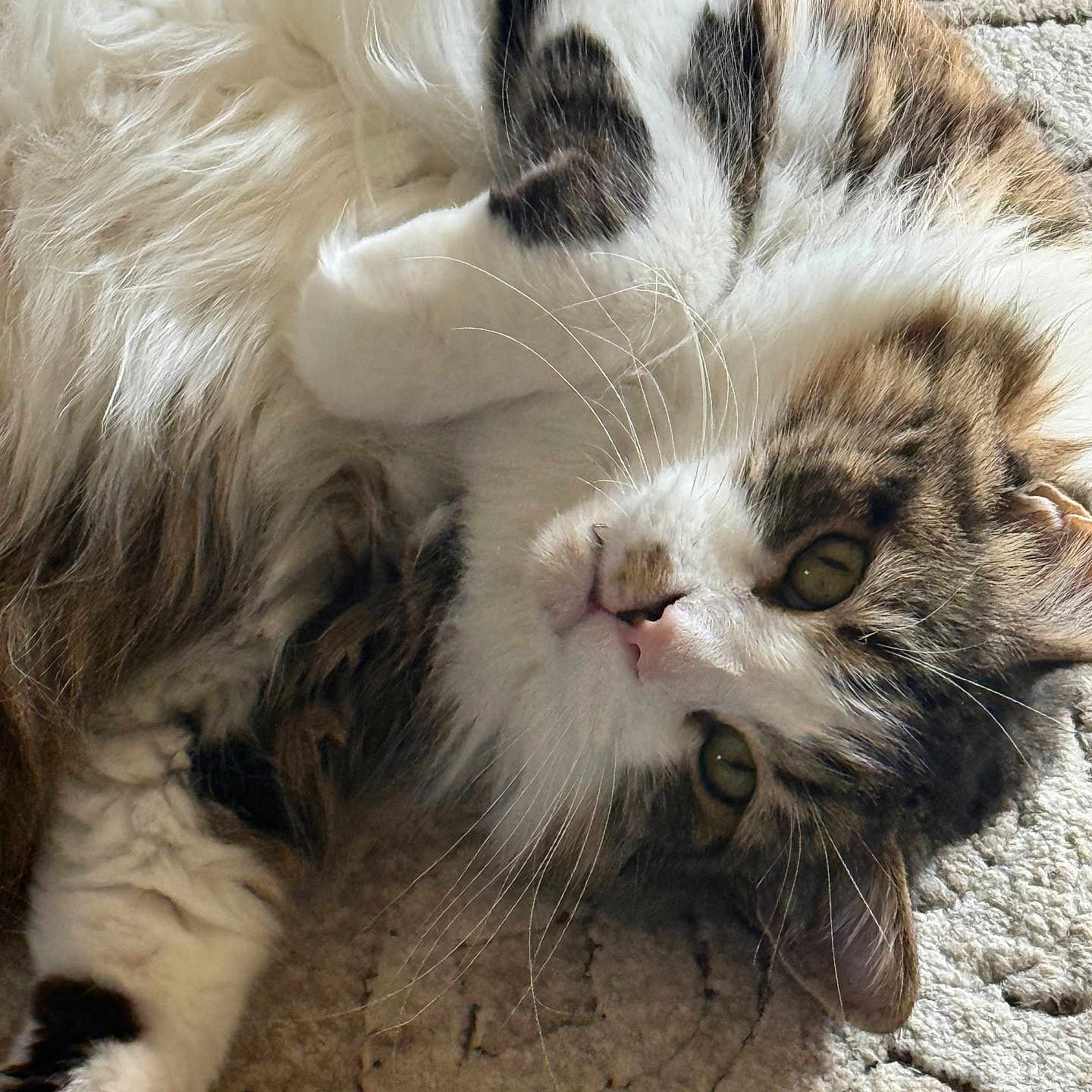 Joey joined the competition — help win amazing prizes! cat, fluffy, pet, lying_down, relaxed, fur, whiskers, green_eyes, carpet, texture, indoor, closeup, cute, animal, mammal, tabby, white_fur, brown_fur, soft_light, portrait