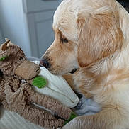 Stella participe au concours pour gagner de l'argent avec cette photo : dog, golden_retriever, stuffed_animal, monkey_toy, plush_toy, blanket, cuddling, indoors, cozy, close_up, pet, playful, sleeping_area, soft_lighting, cream_fur, floppy_ears, snout, paws, home_interior, affection