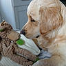 dog, golden_retriever, stuffed_animal, monkey_toy, plush_toy, blanket, cuddling, indoors, cozy, close_up, pet, playful, sleeping_area, soft_lighting, cream_fur, floppy_ears, snout, paws, home_interior, affection