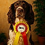 dog, award_ribbon, brown_and_white, indoor, portrait, potted_plant, decor, pet, animal, sitting, calm, long_ears, focused, cute, companion, domestic, fur, whiskers, friendly, pet_award