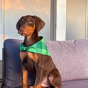 Kylo joined the competition — help win amazing prizes! dog, puppy, doberman, bandana, green_bandana, brown_coat, sitting, couch, sofa, indoor, pet, paws, ears, eyes, cute, young, fur, portrait, alert, home