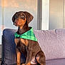 dog, puppy, doberman, bandana, green_bandana, brown_coat, sitting, couch, sofa, indoor, pet, paws, ears, eyes, cute, young, fur, portrait, alert, home