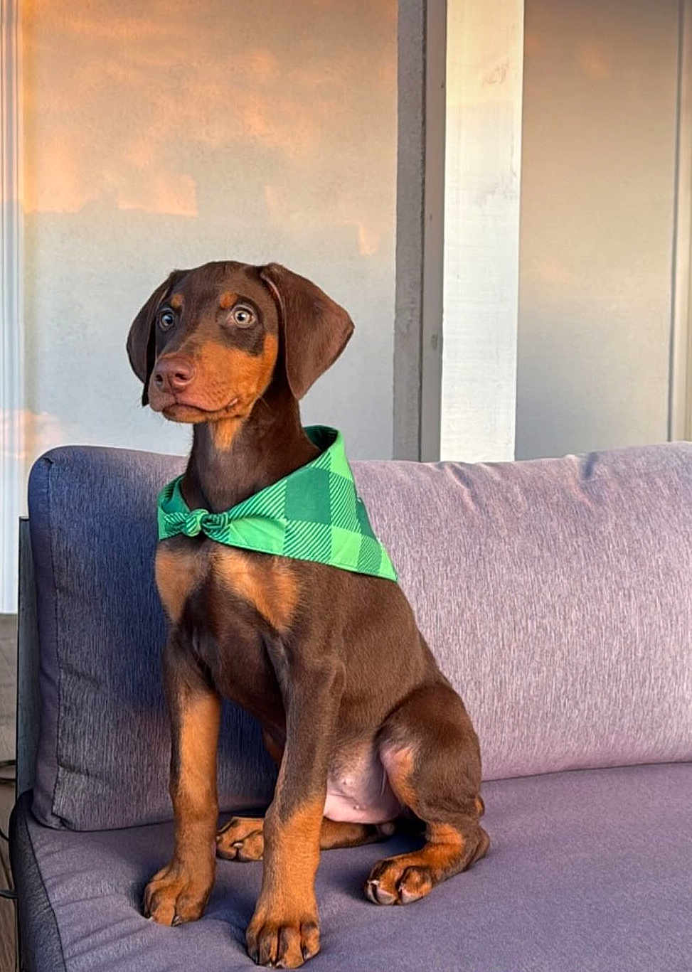 Kylo joined the competition — help win amazing prizes! dog, puppy, doberman, bandana, green_bandana, brown_coat, sitting, couch, sofa, indoor, pet, paws, ears, eyes, cute, young, fur, portrait, alert, home