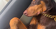 Kylo joined the competition — help win amazing prizes! brown_coat, canine, car_interior, close_up, doberman, dog, ear, gold_chain, nose, passenger, paw, pet, portrait, relaxed, seat, seatbelt, sleeping, sunlight, tan_markings, window
