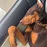 brown_coat, canine, car_interior, close_up, doberman, dog, ear, gold_chain, nose, passenger, paw, pet, portrait, relaxed, seat, seatbelt, sleeping, sunlight, tan_markings, window