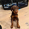 brown_coat, crate, cute, doberman, dog, ears, eyes, flooring, household, indoor, looking_up, paws, pet, playing_area, portrait, puppy, sitting, tilted_head, wood_floor, young