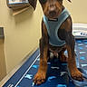Kylo is registered to the contest to win money with this photo: animal_health, blue_harness, brown_coat, close_up, cute, dog, ears, exam_table, eyes, harness, indoor, leash, paws, portrait, puppy, puppy_dog, small_dog, vet_table, veterinary_clinic, waiting_room