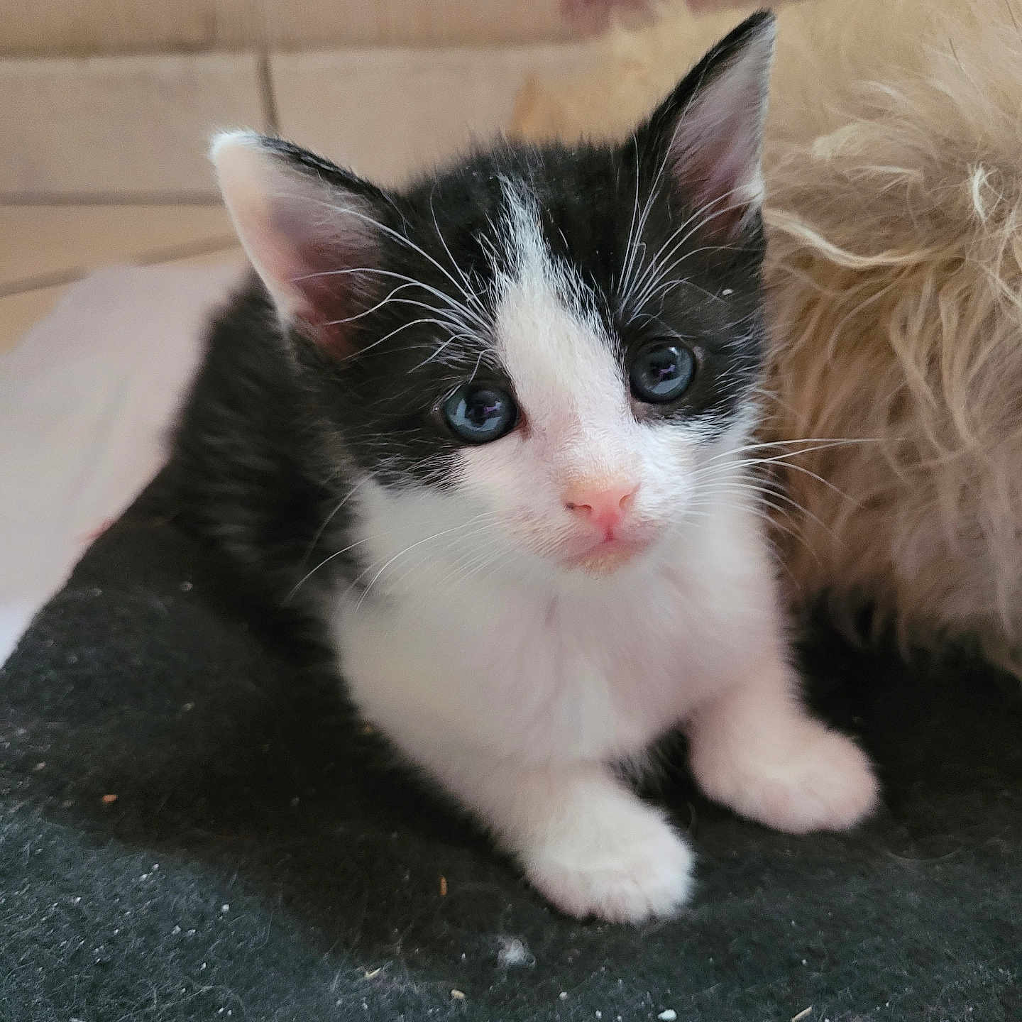 Betty participe au concours pour gagner de l'argent avec cette photo : kitten, cat, black_and_white, blue_eyes, pet, animal, cute, feline, whiskers, ears, fur, indoor, close_up, sitting, curious, young, small, soft, domestic, portrait