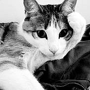 Angèle participe au concours pour gagner de l'argent avec cette photo : cat, black_and_white, close_up, paw, resting, fur, animal, pet, relaxed, portrait, indoor, texture, curious, mammal, whiskers, face, feline, cute, domestic_animal, sleepy