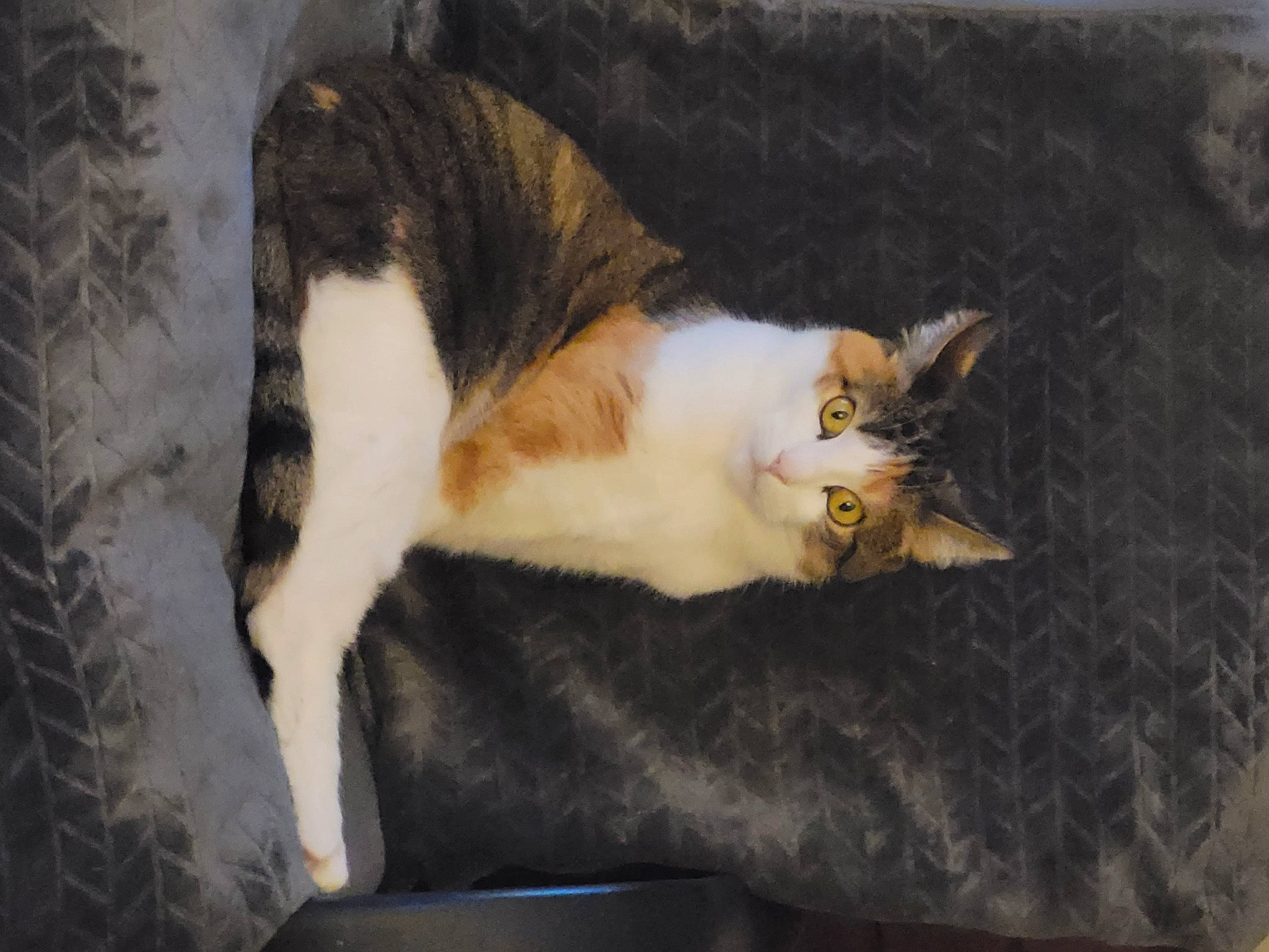 Angèl participe au concours pour gagner de l'argent avec cette photo : carnivore, cat, cat_supply, claw, comfort, domestic_short_haired_cat, felidae, fur, linens, nap, paw, room, small_to_medium_sized_cats, tail, whiskers, wood