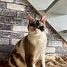 Bohème participe au concours pour gagner de l'argent avec cette photo : blanket, brick_wall, cat, cozy, domestic_animal, ears, eyes, feline, fur, home, indoor, mask_pattern, paws, pet, portrait, relaxed, sitting, staircase, whiskers, wooden_floor