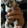 Snow a rejoint le concours — aidez-le/la à gagner de superbes lots ! animal, baby_animal, blue_nails, blur, cat, close_up, cute, fingers, fur, hand, holding, indoor, kitten, mammal, nail_polish, newborn, paw, pet, pink_nails, small