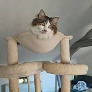 Snow participe au concours pour gagner de l'argent avec cette photo : animal, beige, blanket, cat, cat_tree, cozy, curious, domestic, fluffy, furniture, green_eyes, hammock, indoor, living_room, pet, relaxed, rope, soft_lighting, window, wooden_beam