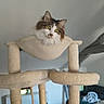 animal, beige, blanket, cat, cat_tree, cozy, curious, domestic, fluffy, furniture, green_eyes, hammock, indoor, living_room, pet, relaxed, rope, soft_lighting, window, wooden_beam