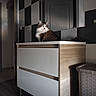 animal_portrait, cabinet, cat, checkered_wall, curiosity, curious, decor, domestic_animal, feline, furniture, home, indoor, interior, lighting, modern, pet, resting, shadow, wood, yellow_eyes