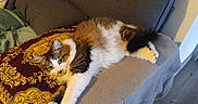 Snow participe au concours pour gagner de l'argent avec cette photo : armrest, blanket, cat, comfortable, couch, cozy, curious, decor, domestic_animal, feline, fluffy, fur, home, indoor, living_room, pet, pillow, relaxed, resting, wooden_floor