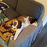 armrest, blanket, cat, comfortable, couch, cozy, curious, decor, domestic_animal, feline, fluffy, fur, home, indoor, living_room, pet, pillow, relaxed, resting, wooden_floor