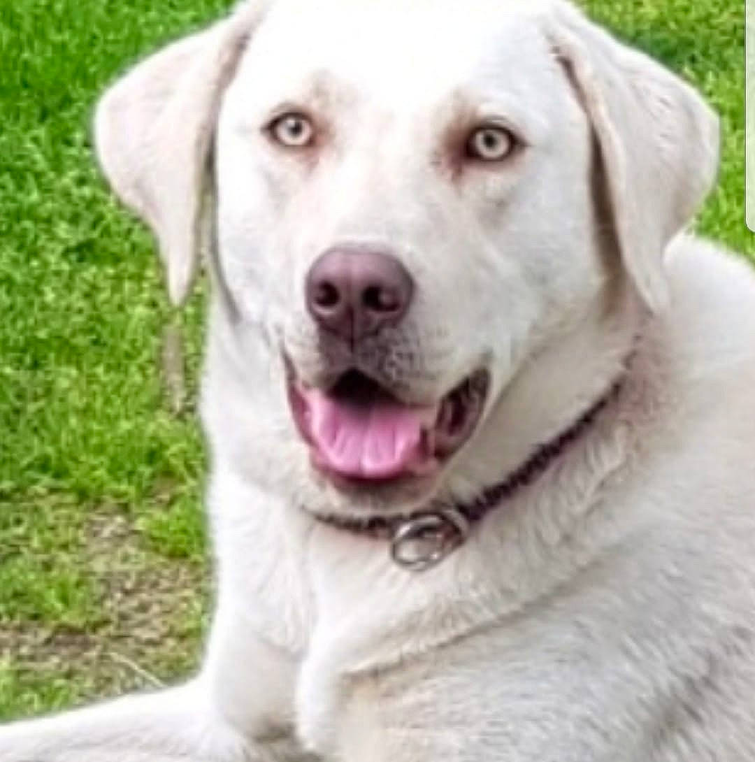 Nyna a rejoint le concours — aidez-le/la à gagner de superbes lots ! akbash_dog, carnivoran, companion_dog, dog, dog_breed, dog_breed_group, dog_like_mammal, labrador_retriever, person, retriever, snout, sporting_group