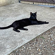 Many participe au concours pour gagner de l'argent avec cette photo : black_cat, cat, animal, pet, outdoor, concrete, gravel, dirt, relaxed, lying_down, feline, side_view, quiet, nature, resting, one_animal, domestic_animal, wildlife, street, calm