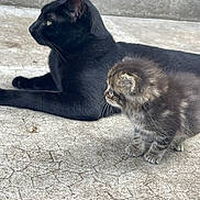 Many a rejoint le concours — aidez-le/la à gagner de superbes lots ! adult, alert, animal, black_cat, cat, companion, concrete, curious, domestic, feline, fur, kitten, mammal, outdoor, pet, resting, side_view, texture, whiskers, young