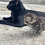 black_cat, kitten, cat, feline, pet, animal, fur, whiskers, side_view, outdoor, concrete, texture, alert, young, adult, companion, resting, curious, mammal, domestic