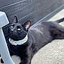 Many a rejoint le concours — aidez-le/la à gagner de superbes lots ! black_cat, cat, yellow_eyes, collar, pet, animal, feline, indoor, floor, concrete, wooden_wall, lying_down, looking_up, close_up, domestic_cat, whiskers, ears, tail, collared, relaxed