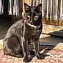 Many a rejoint le concours — aidez-le/la à gagner de superbes lots ! black_cat, cat, pet, animal, welcome_mat, sunlight, door, wood, furniture, yellow_eyes, sitting, indoors, shadow, collar, close_up, fur, whiskers, home, relaxing, domestic_animal
