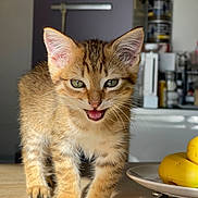 Sosa a rejoint le concours — aidez-le/la à gagner de superbes lots ! kitten, tabby, cat, green_eyes, mouth_open, walking, table, bananas, plate, kitchen, indoor, fur, whiskers, cute, pet, small, curious, animal, domestic, young