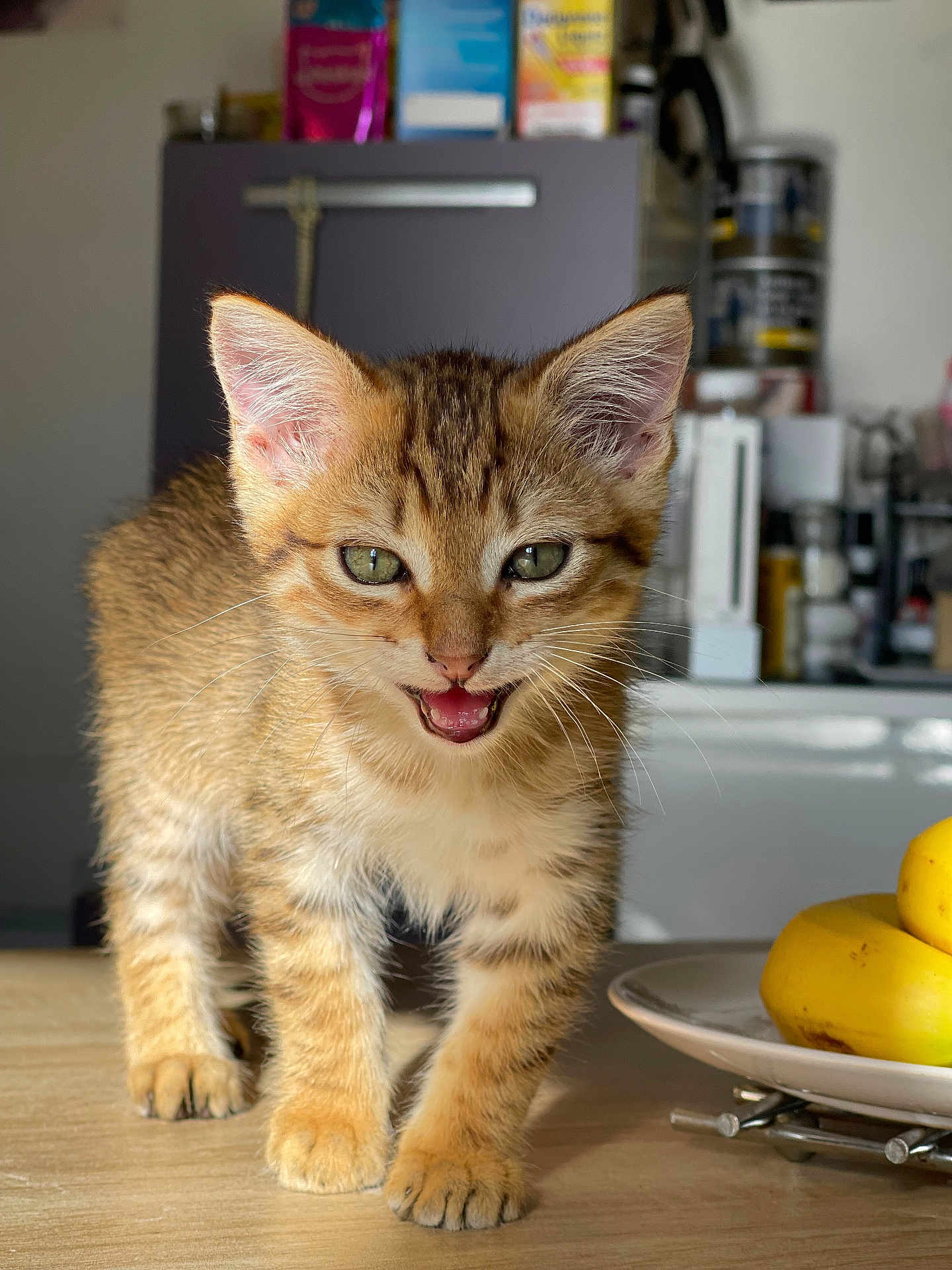 Sosa a rejoint le concours — aidez-le/la à gagner de superbes lots ! kitten, tabby, cat, green_eyes, mouth_open, walking, table, bananas, plate, kitchen, indoor, fur, whiskers, cute, pet, small, curious, animal, domestic, young