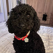 Pepsi is registered to the contest to win money with this photo: animal, bed, bedroom, black_dog, collar, companion, cozy, curly_fur, cute, dog, domestic_animal, fluffy, fur, furniture, indoor, pet, poodle, portrait, red_collar, tag