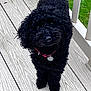 Pepsi is registered to the contest to win money with this photo: animal, black_dog, collar, companion, curly_fur, cute, deck, dog, domestic_animal, friendly, fur, grass, looking_up, outdoor, paw_tag, pet, railing, small_dog, standing, wooden_deck