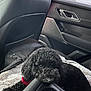 Pepsi joined the competition — help win amazing prizes! animal, backseat, black_dog, blanket, car_interior, center_console, cozy, curly_hair, dog, door_handle, indoor, leash, pet, rain, relaxed, resting, seat, soft_texture, vehicle, window