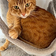 Simba participe au concours pour gagner de l'argent avec cette photo : cat, ginger_cat, pet, feline, animal, indoor, cat_bed, cozy, soft_texture, fur, whiskers, paw, resting, curious, close_up, relaxed, domestic_animal, cute, cat_tree, orange_fur