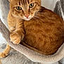 cat, ginger_cat, pet, feline, animal, indoor, cat_bed, cozy, soft_texture, fur, whiskers, paw, resting, curious, close_up, relaxed, domestic_animal, cute, cat_tree, orange_fur
