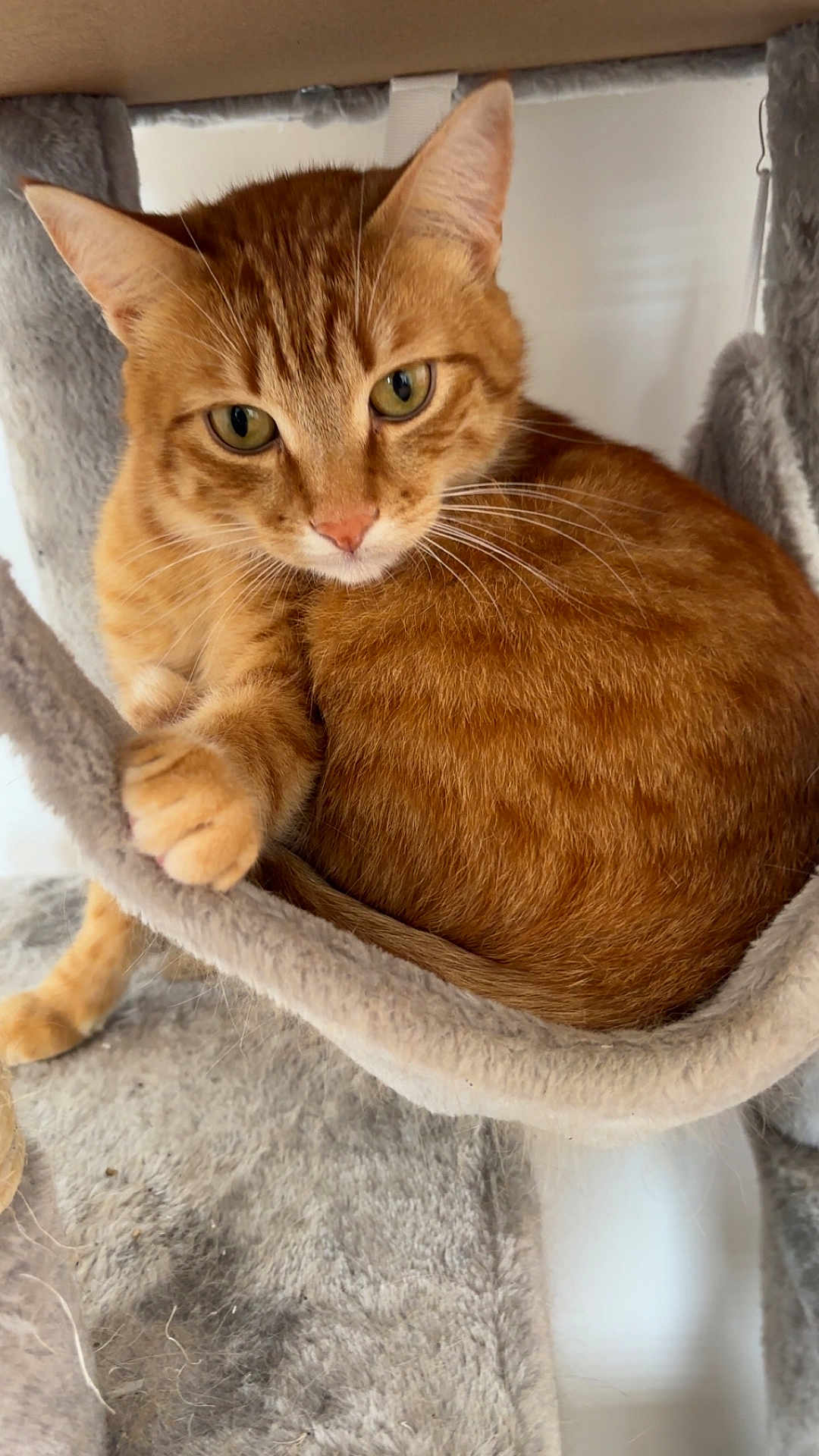 Simba participe au concours pour gagner de l'argent avec cette photo : cat, ginger_cat, pet, feline, animal, indoor, cat_bed, cozy, soft_texture, fur, whiskers, paw, resting, curious, close_up, relaxed, domestic_animal, cute, cat_tree, orange_fur
