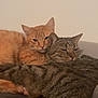 animal, cat, close_up, companion, couch, cozy, domestic_animal, ears, feline, friendship, fur, indoor, orange_cat, pet, relaxed, resting, sleepy, snuggling, tabby_cat, whiskers