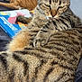 Alpha participe au concours pour gagner de l'argent avec cette photo : cat, tabby_cat, ginger_cat, couch, indoor, relaxed, sleeping, paw, fur, pet, animal, close_up, resting, cozy, living_room, book, soft_light, striped_fur, whiskers, domestic_cat