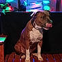 dog, bench, wood, indoor, colorful_lights, disco_lights, pet, animal, brown, white, sitting, tongue_out, collar, floor, wall, crate, fabric, shadow, night, spotlight