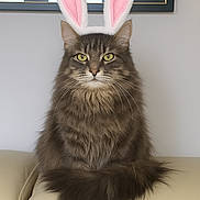Pixie is registered to the contest to win money with this photo: accessory, animal, bunny_ears, cat, couch, cute, domestic_cat, feline, fluffy, fur, home, indoor, pet, playful, portrait, relaxed, sitting, sofa, whiskers, yellow_eyes