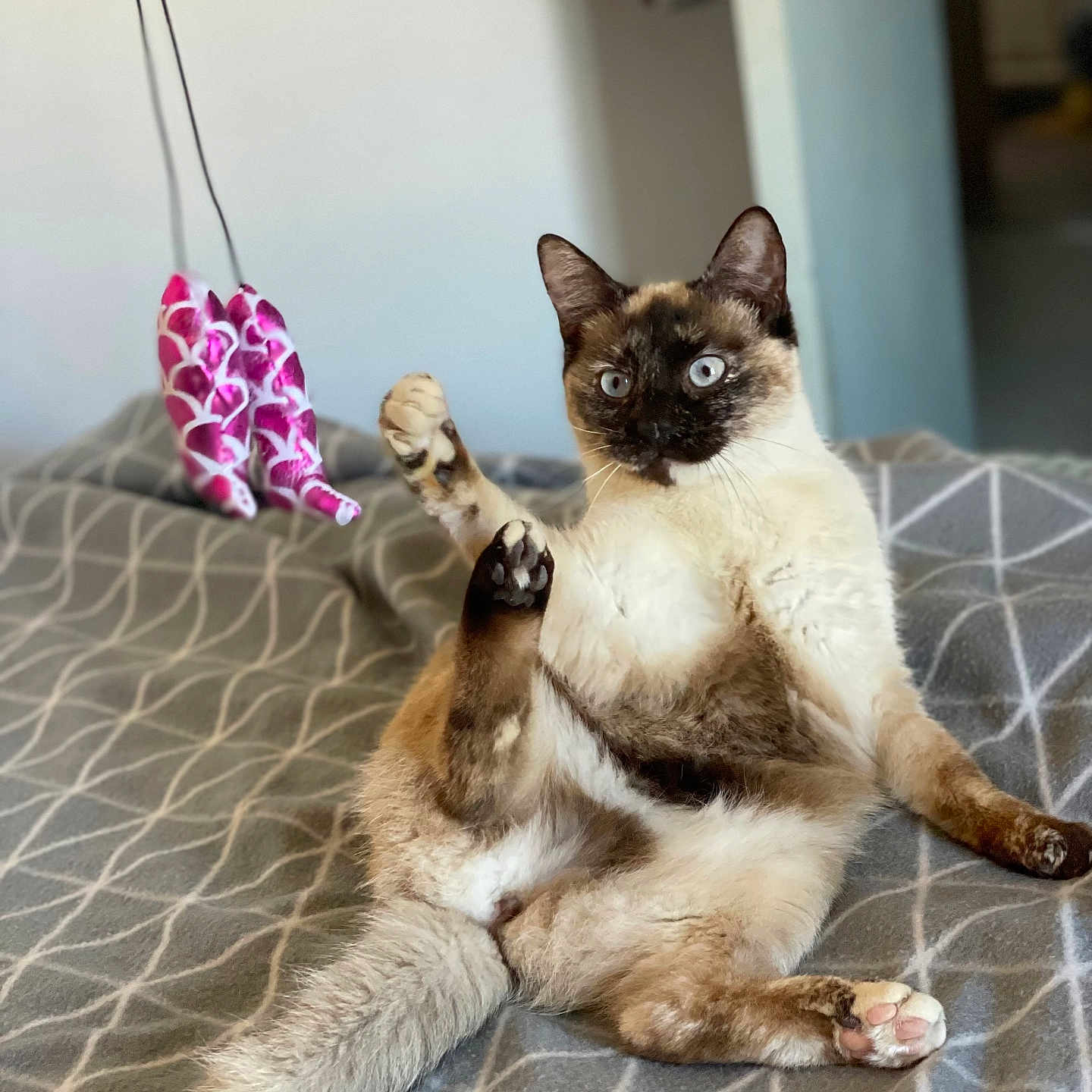 Alba a rejoint le concours — aidez-le/la à gagner de superbes lots ! accessories, animal, bag, cat, flower, flowerarrangement, flowerbouquet, foxglove, furniture, handbag, ikebana, kitten, manx, pet, petal, plant, pottedplant, purple, siamese, strap