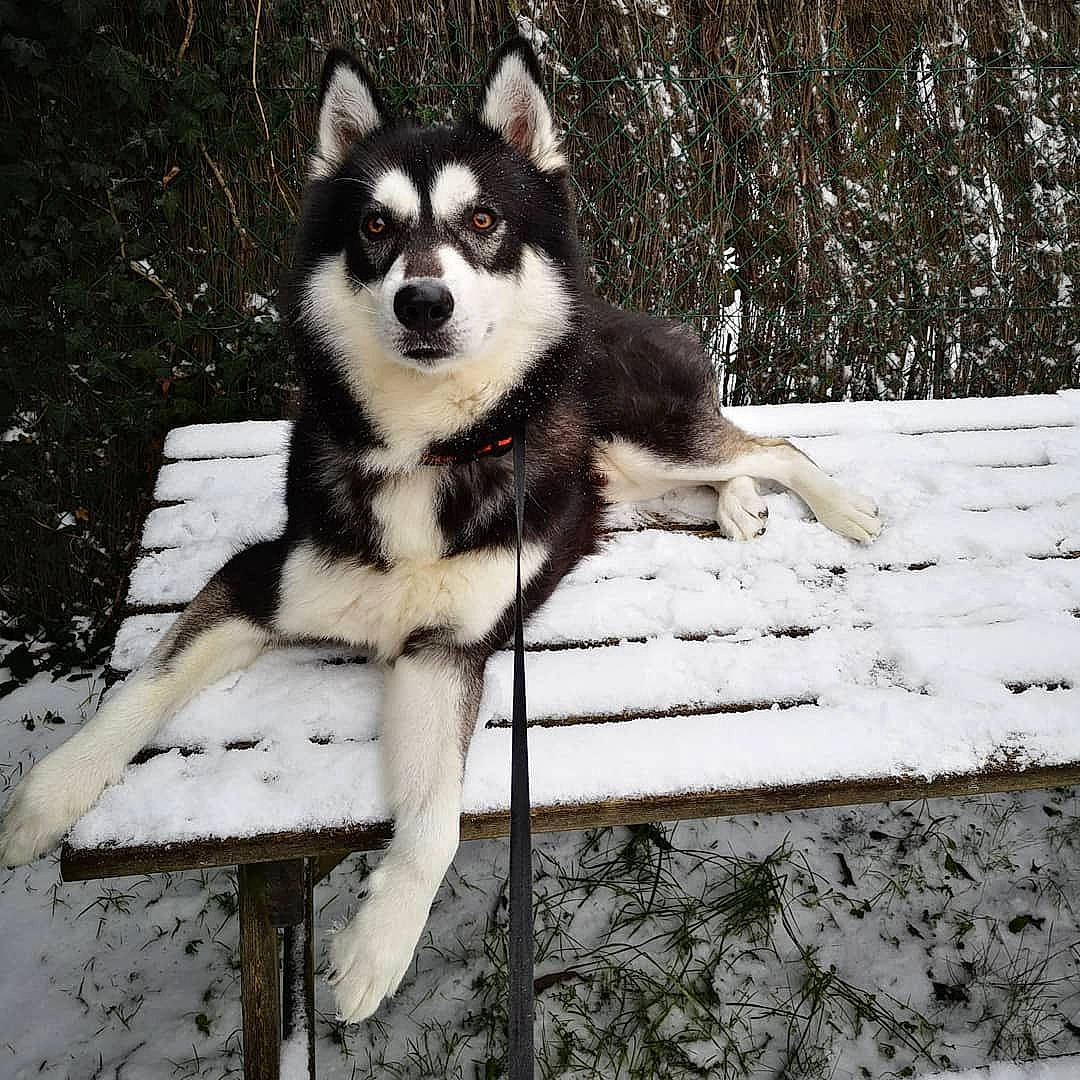 Ichigo a rejoint le concours — aidez-le/la à gagner de superbes lots ! ancient_dog_breeds, canidae, canis, carnivore, companion_dog, dog, dog_breed, fawn, fur, sled_dog, snout, snow, sporting_group, tail, terrestrial_animal, wildlife, winter, wood, working_animal, working_dog