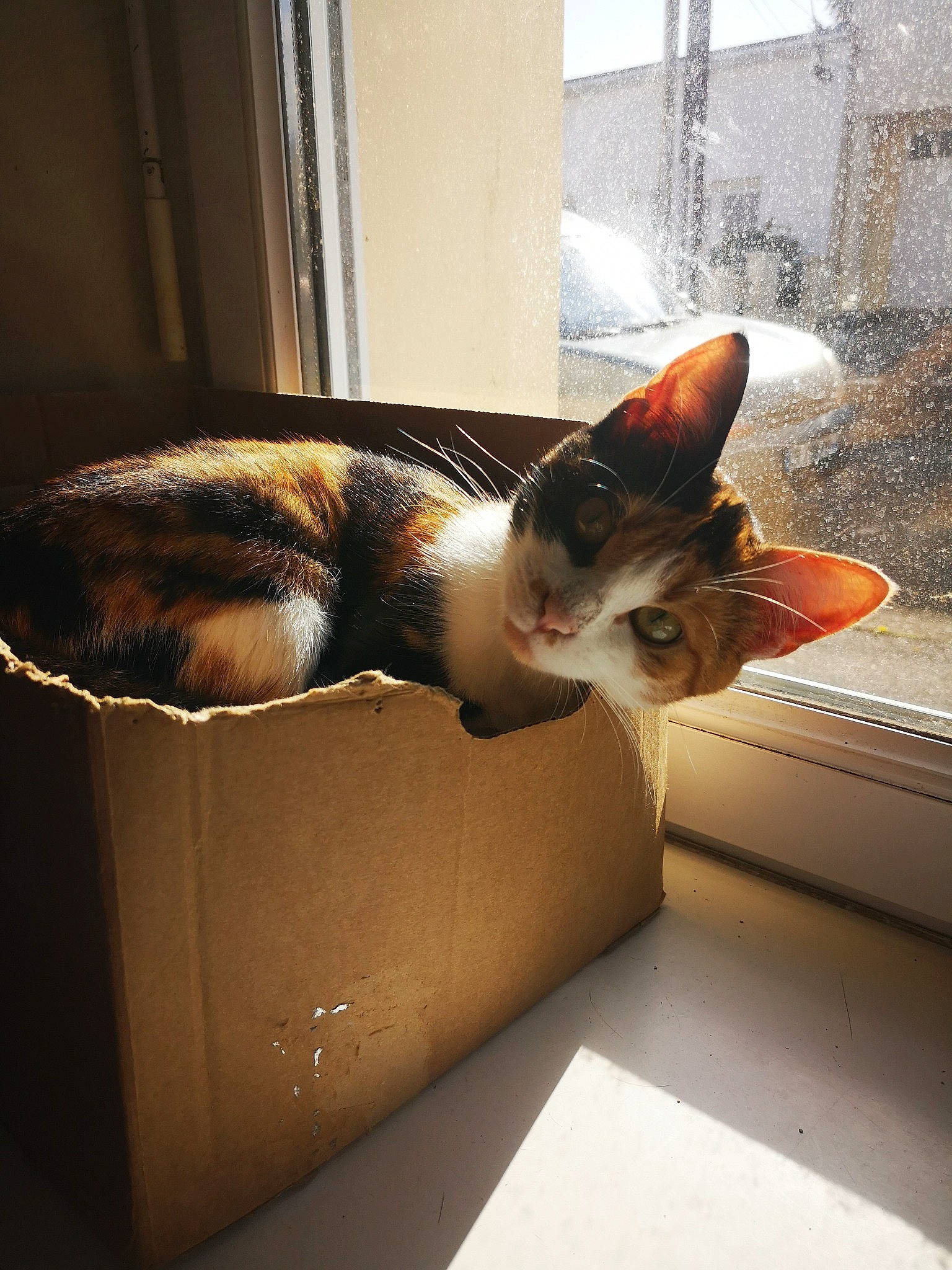 Rukia participe au concours pour gagner de l'argent avec cette photo : box, carnivore, cat, comfort, domestic_short_haired_cat, felidae, fur, metal, nap, paw, room, shipping_box, sitting, small_to_medium_sized_cats, snout, tail, tints_and_shades, whiskers, window, wood