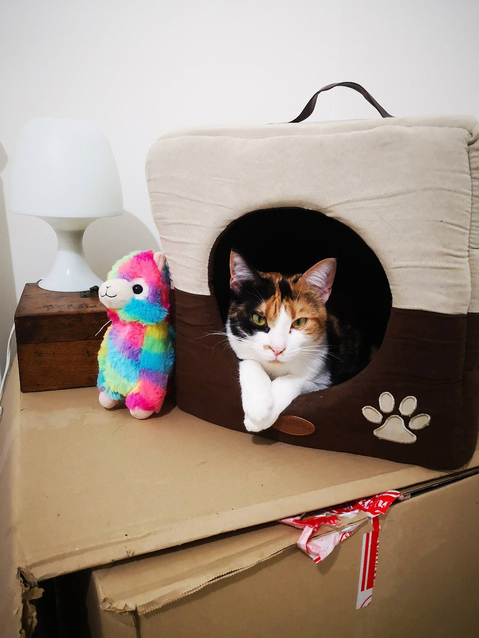 Rukia participe au concours pour gagner de l'argent avec cette photo : bag, box, cardboard, carnivore, carton, cat, couch, fashion_accessory, fawn, felidae, linens, luggage_and_bags, packaging_and_labeling, room, shelf, shelving, shipping_box, small_to_medium_sized_cats, vertebrate, whiskers