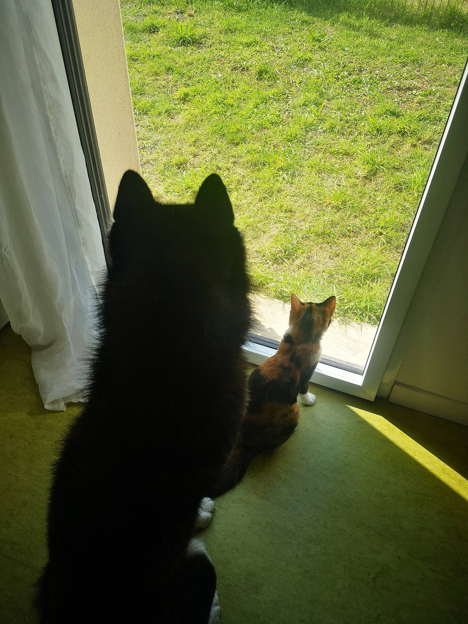 Rukia participe au concours pour gagner de l'argent avec cette photo : black_cat, canidae, carnivore, cat, companion_dog, dog_breed, felidae, floor, flooring, grass, plant, small_to_medium_sized_cats, snout, sporting_group, tail, tints_and_shades, tree, whiskers, window, wood