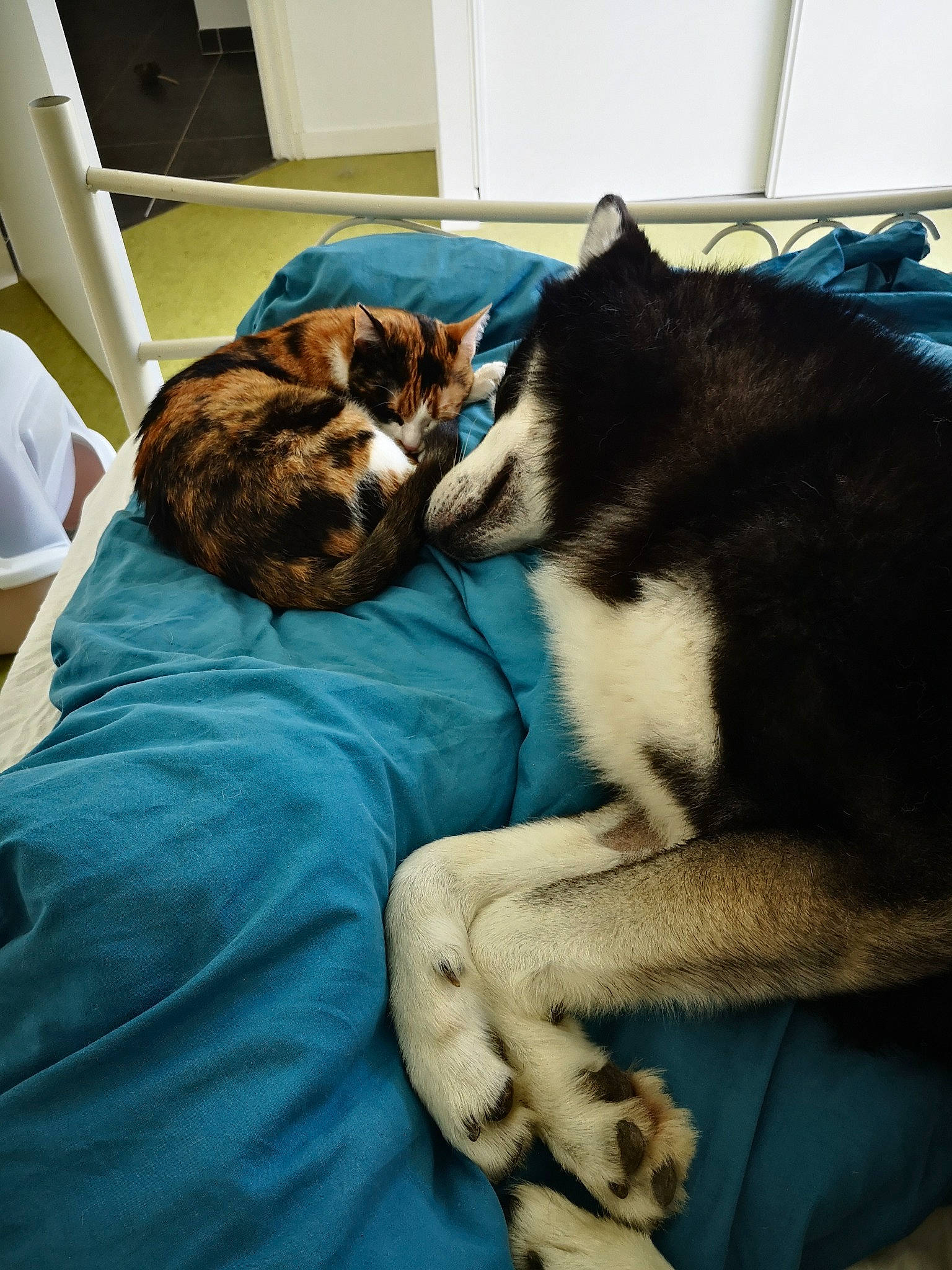 Rukia participe au concours pour gagner de l'argent avec cette photo : bedding, blanket, carnivore, cat, comfort, domestic_short_haired_cat, duvet, felidae, fur, linens, nap, room, sleep, small_to_medium_sized_cats, tail, textile, whiskers