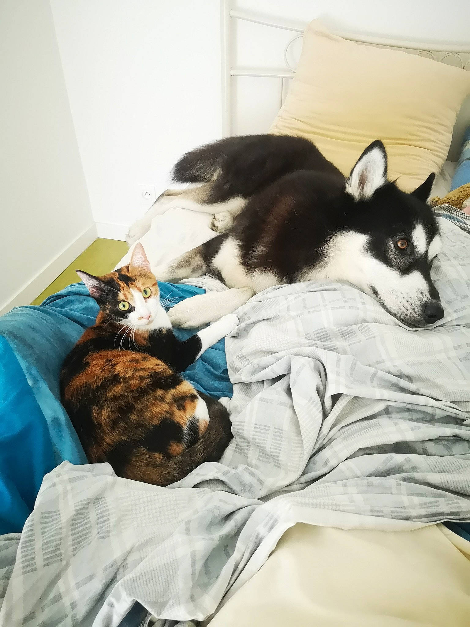 Rukia a rejoint le concours — aidez-le/la à gagner de superbes lots ! bed, bed_sheet, bedding, carnivore, cat, comfort, companion_dog, dog, dog_breed, domestic_short_haired_cat, duvet, felidae, fur, linens, nap, room, small_to_medium_sized_cats, sporting_group, toy_dog, whiskers