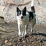 Wybee is registered to the contest to win money with this photo: animal, black_and_white, canine, collar, daylight, dog, fur, happy, nature, outdoor, pet, playful, riverbed, rocks, shore, splashing, stream, tail, water, wet